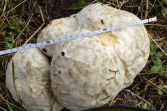 Calvatia nipponica