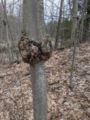 Neonectria ditissima