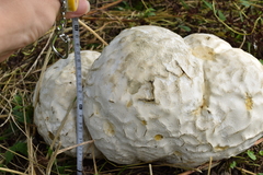 Calvatia nipponica