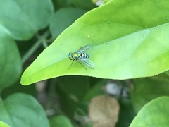 Condylostylus pruinosus