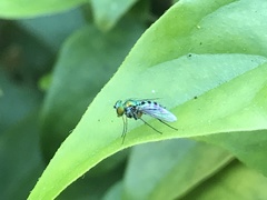 Condylostylus pruinosus