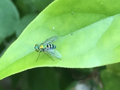 Condylostylus pruinosus