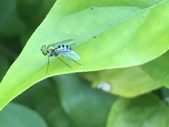 Condylostylus pruinosus