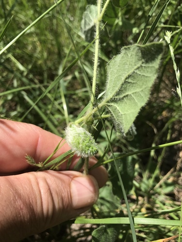 Chthamalia biflora, photograph 5