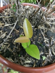 Plinia cauliflora