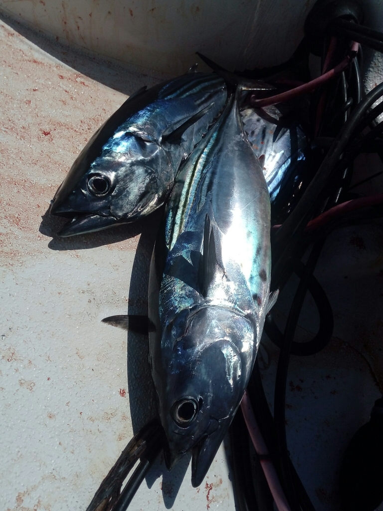 Black Skipjack