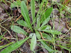 Pilosella officinarum
