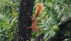 Sciurus granatensis