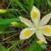 Iris chrysophylla - Photo (c) Amy Dessert, algunos derechos reservados (CC BY-NC), uploaded by Amy Dessert