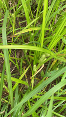 Carex frankii