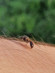 Meranoplus peringueyi