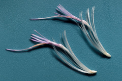 Cirsium ochrocentrum