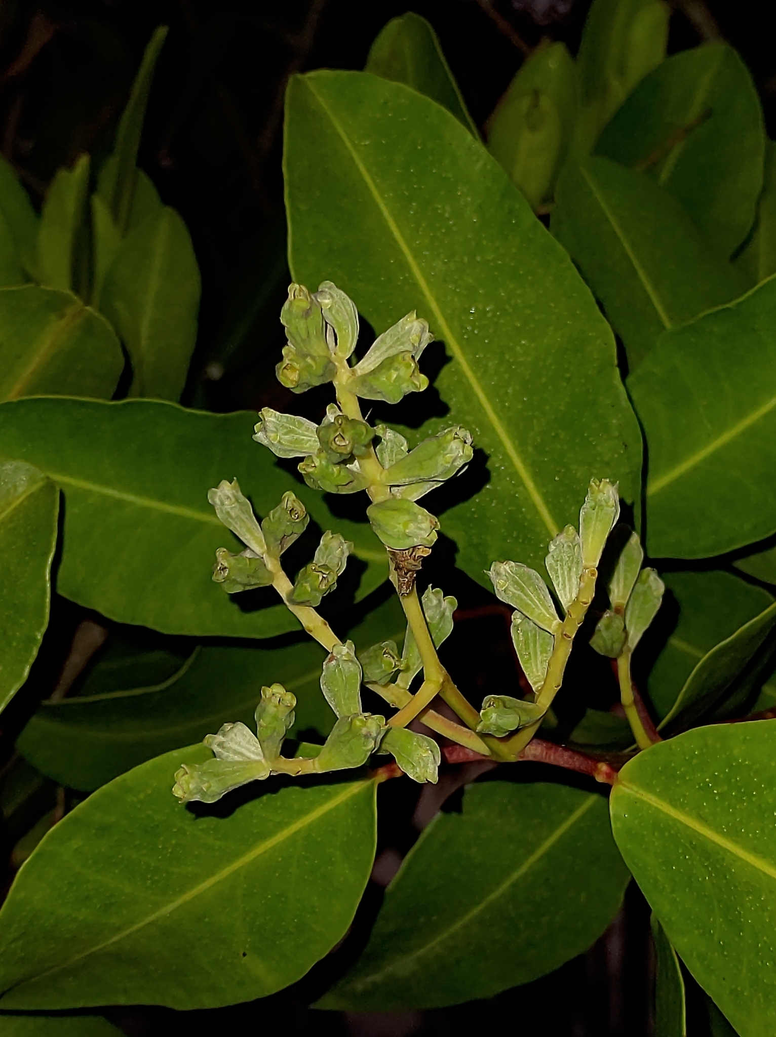 Laguncularia