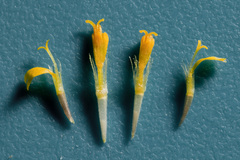 Hymenothrix wislizeni