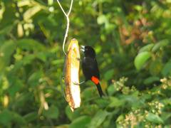 Ramphocelus flammigerus flammigerus