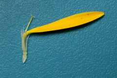 Heterotheca zionensis