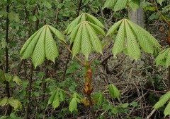 Aesculus hippocastanum