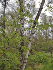 Betula pendula