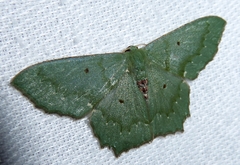 Episothalma robustaria