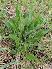 Pilosella caespitosa