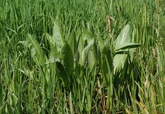 Rumex hydrolapathum