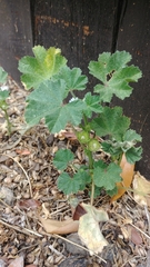 Malva neglecta