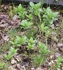 Saponaria officinalis