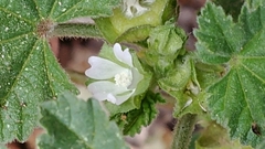 Malva neglecta