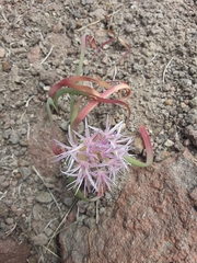 Allium anceps