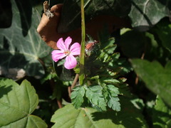 Geranium robertianum