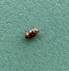 Litargus tetraspilotus