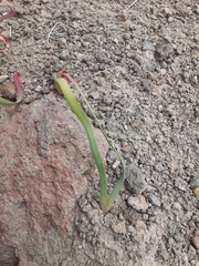 Allium anceps