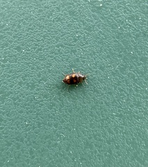 Litargus tetraspilotus