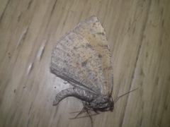 Epirranthis diversata