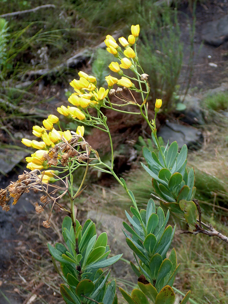 Fivetooth Babooncabbage