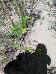 Lithospermum incisum