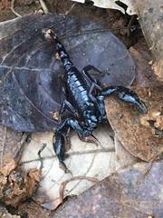 Chactas vanbenedenii