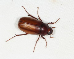 Phyllophaga obsoleta
