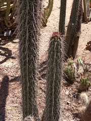 Lemaireocereus hollianus