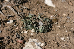 Eustachys paspaloides