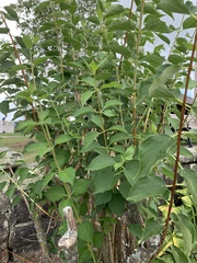 Philadelphus × lemoinei