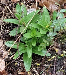 Saponaria officinalis