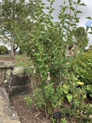 Philadelphus × lemoinei