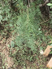 Prosopis glandulosa