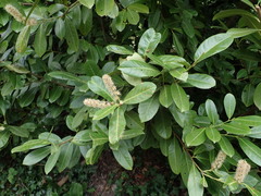 Prunus laurocerasus