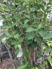 Philadelphus × lemoinei