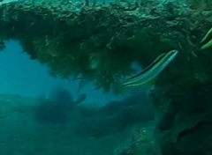 Plagiotremus azaleus