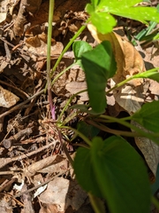 Viola sieheana