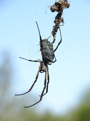 Trichonephila sexpunctata