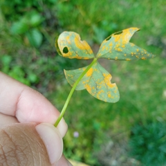 Puccinia oxalidis